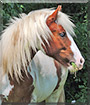 Clive the Gypsy Cob