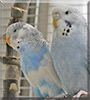 Sissi, Rocky the Budgerigars