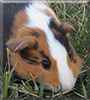Callie-Grace, the Guinea Pig