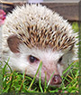 Trixie the African Pygmy Hedgehog
