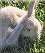 Caramel Macchiato the Lop/Rex Rabbit mix