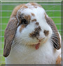 Han Solo the Holland Lop Rabbit