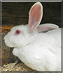 Flurry the New Zealand White Rabbit