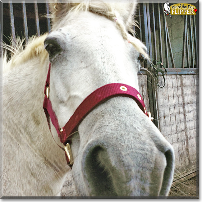 Flipper the Connamara/Welsh pony cross, the Pet of the Day
