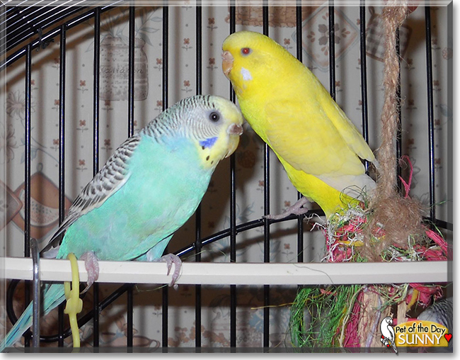 Sunny the Parakeet, the Pet of the Day