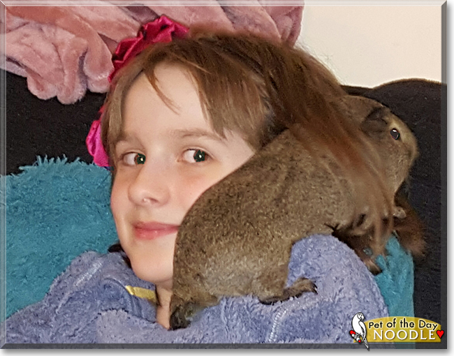 Noodle the Agouti Guinea Pig, the Pet of the Day