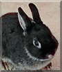 Wishes the Netherland Dwarf Rabbit