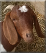 Elsa the Boer/Dairy Goat