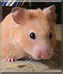 Coco the Hamster