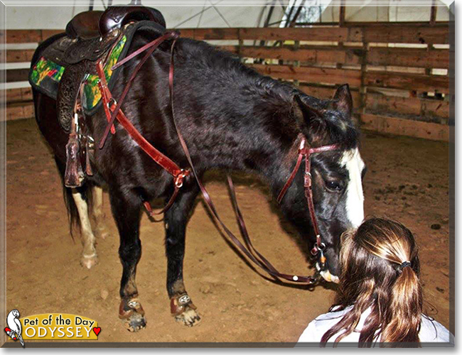 Odyssey the Missouri Fox Trotter, the Pet of the Day