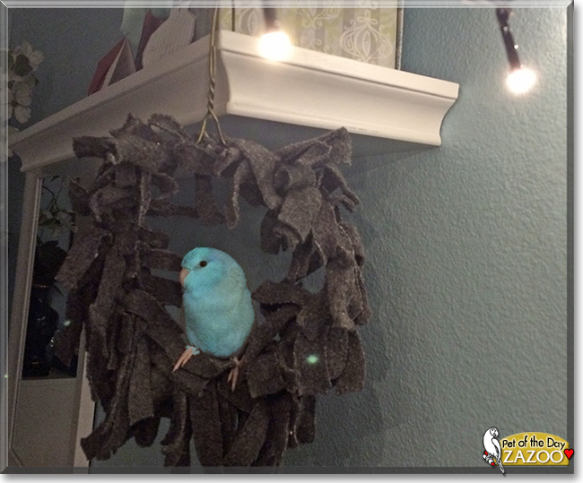 Zazoo the Pacific Blue Parrotlet, the Pet of the Day