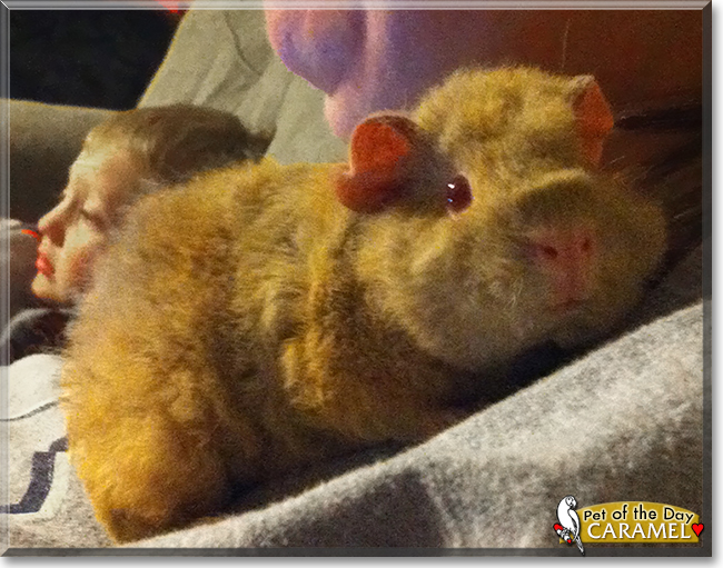 Caramel the Texel Guinea Pig, the Pet of the Day