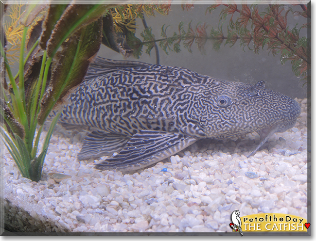 The Catfish the Pleco, the Pet of the Day