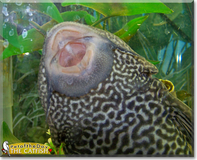 The Catfish the Pleco, the Pet of the Day