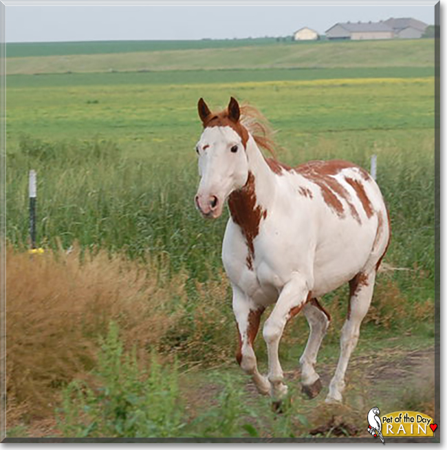Rain the Paint Horse, the Pet of the Day