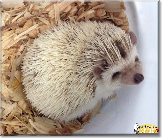 Spud the African Pygmy Hedgehog, the Pet of the Day