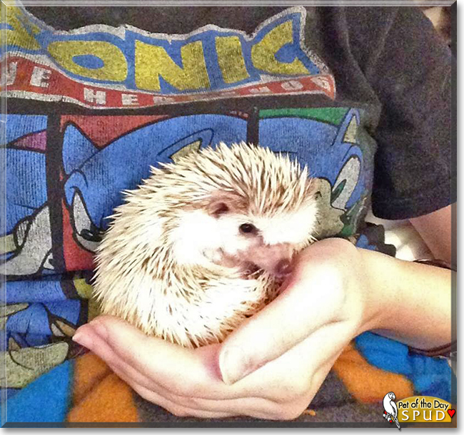 Spud the African Pygmy Hedgehog, the Pet of the Day