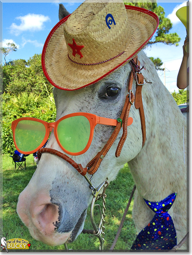 Bucky Boy the Polish Arabian horse, the Pet of the Day