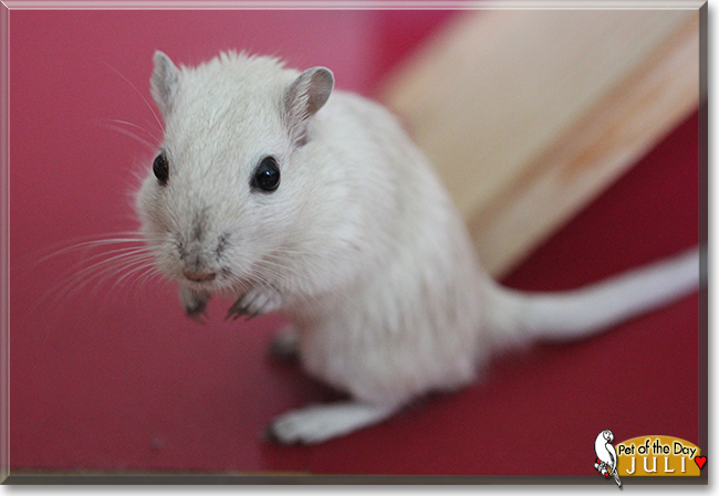 Juli the Gerbil, the Pet of the Day