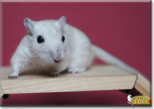 Juli the Gerbil, the Pet of the Day