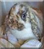 Olive the Holland Lop Mix Rabbit
