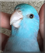 Zazoo the Pacific Blue Parrotlet