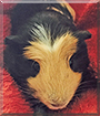 Pepper the American Crested Guinea Pig