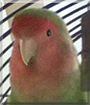 Pucki the Peach-faced Lovebird
