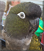 Lucy the Patagonian Conure