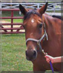 Norma Jean the Standardbred Horse