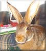 Charlie the Belgian Hare