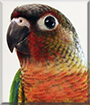 Turtle the Yellow-Sided Conure