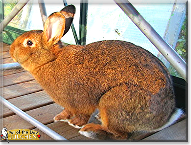 Julchen the Rabbit, the Pet of the Day