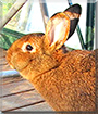 Julchen the Rabbit