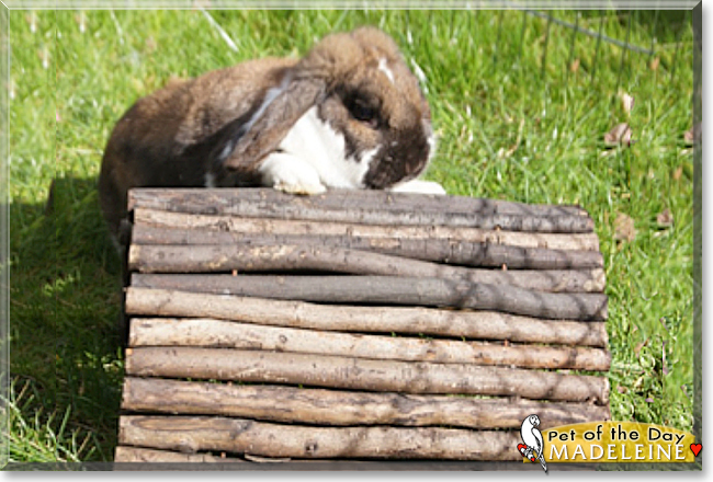 Madeleine the Dwarf Rabbit, the Pet of the Day