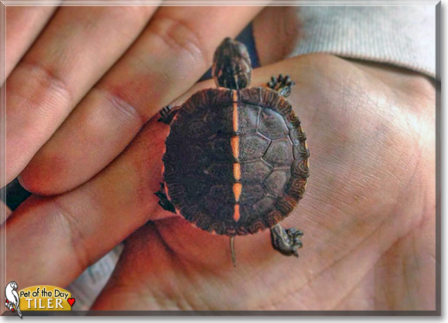 Tiler the Turtle, the Pet of the Day