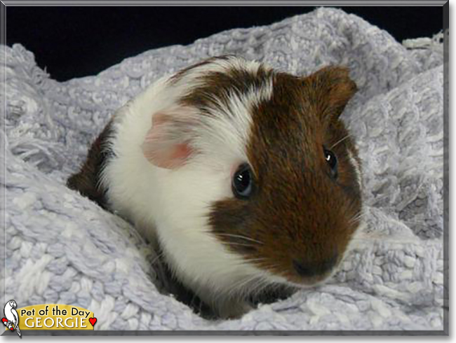 Georgie the Guinea Pig, the Pet of the Day