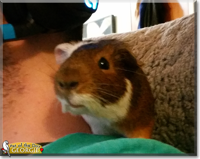 Georgie the Guinea Pig, the Pet of the Day