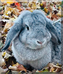 Poppy the Chinchilla Holland Lop Rabbit