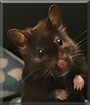 Ash the Syrian Hamster