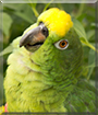 Samantha the Amazon Parrot