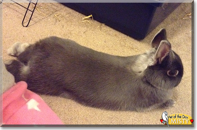 Misty the Netherland Dwarf Rabbit, the Pet of the Day