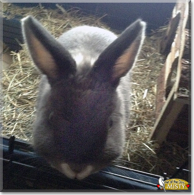 Misty the Netherland Dwarf Rabbit, the Pet of the Day