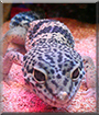 Gex the Leopard Gecko