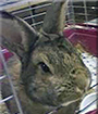 Kimba the Rabbit