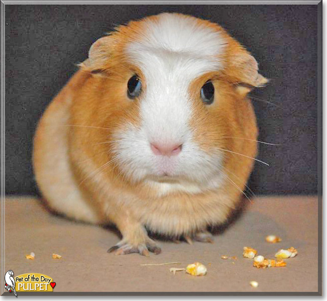 Pulpet the American Crested Guinea Pig, the Pet of the Day