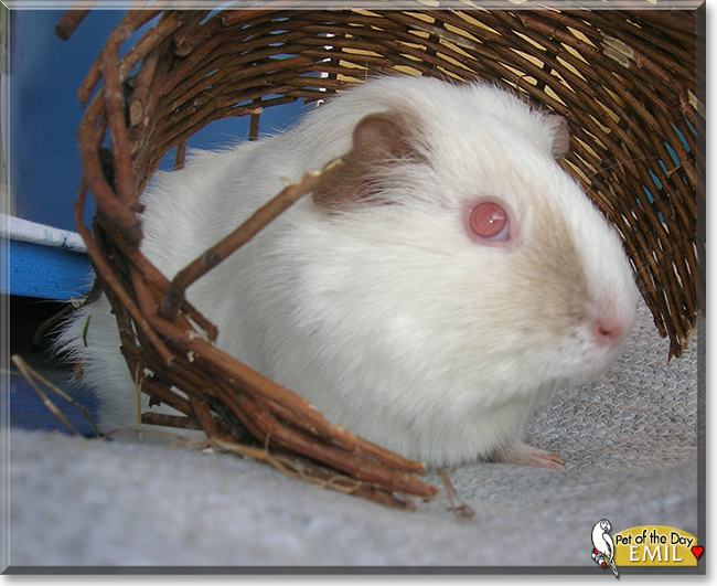 Emil the Albino mix Guinea Pig, the Pet of the Day