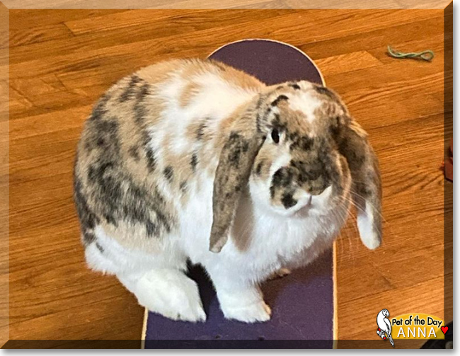 Anna the Mini Lop Rabbit, the Pet of the Day