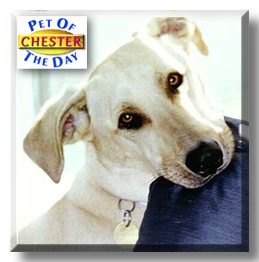 Chester, the Pet of the Day