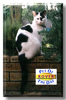 Rover, the Pet of the Day
